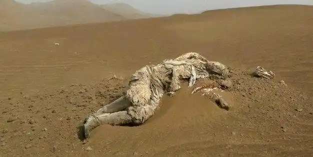 罗布泊惊现神秘干尸,警方破案后大惊:他是失踪58年的志愿军功臣