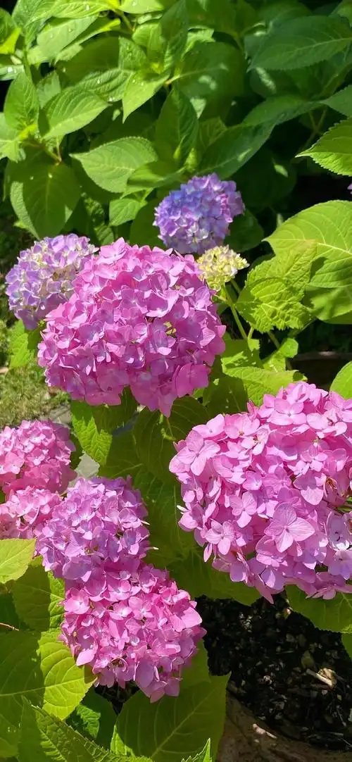 壁纸分享,我最喜欢的绣球花