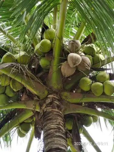 结了许多椰子