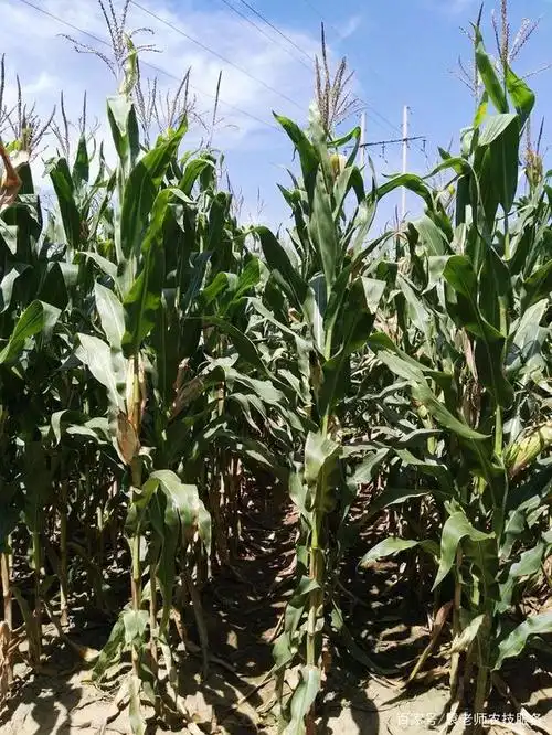 这个矮杆,耐密,高产玉米新品种,可种7000株