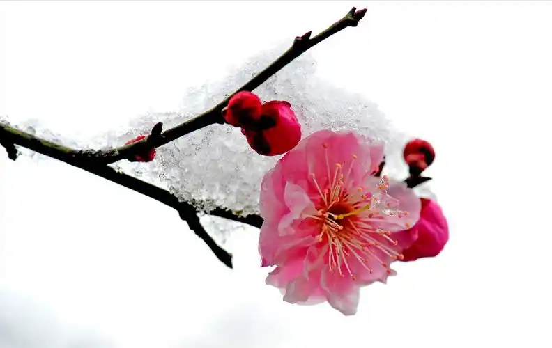 最美梅花诗词大全(有关梅花的唯美诗句)