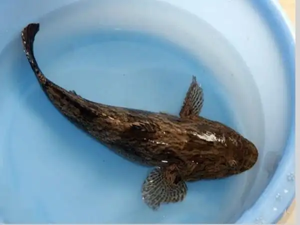 笋壳鱼-德兴市福泉山农业开发有限公司