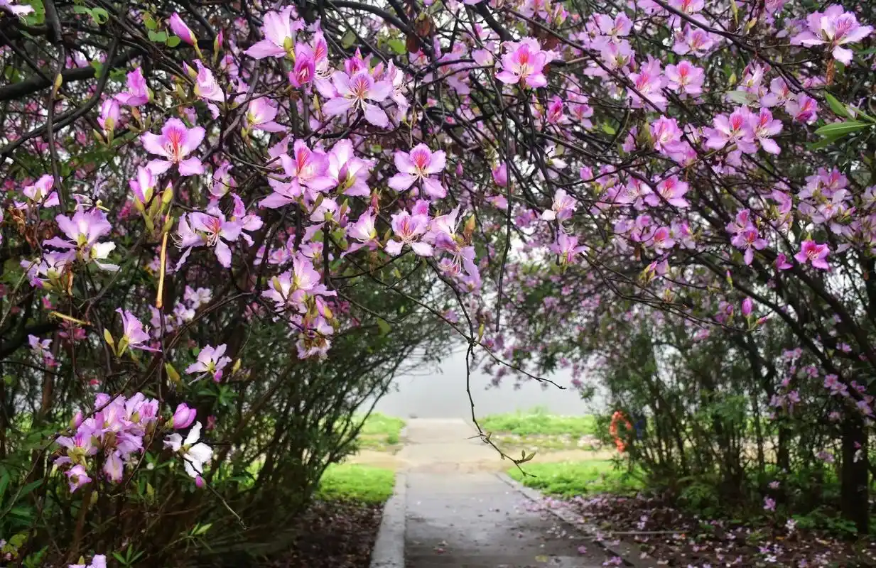 紫荆花的盛花期已到#邂逅柳州春天里的浪漫 #柳州紫荆花美景图 - 抖音