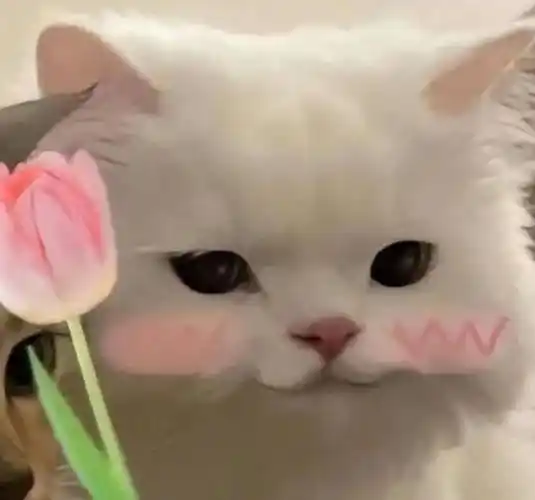 你是不是要攻击我了丨第925期喵表情包_侵权_网络_图片