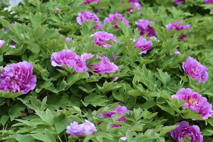 又到牡丹花开季节_人民公园_文明_花草