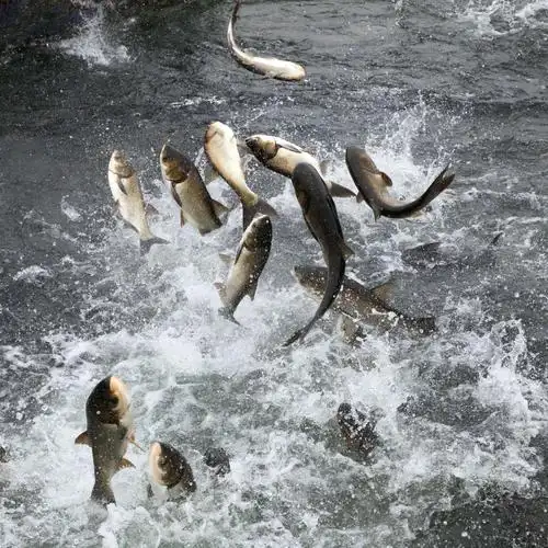 千岛湖巨网捕鱼