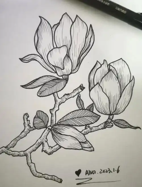 手绘每日一花19