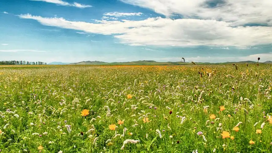 河北沽源五花草甸