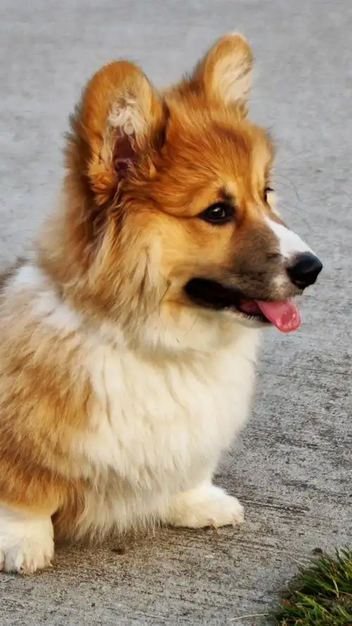 棕色小狗,可爱的狗 iphone 壁纸