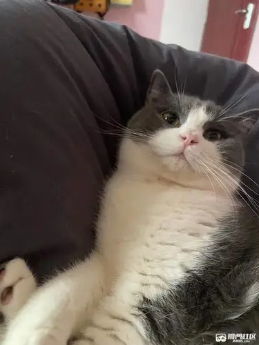 英短猫/蓝白弟弟一枚