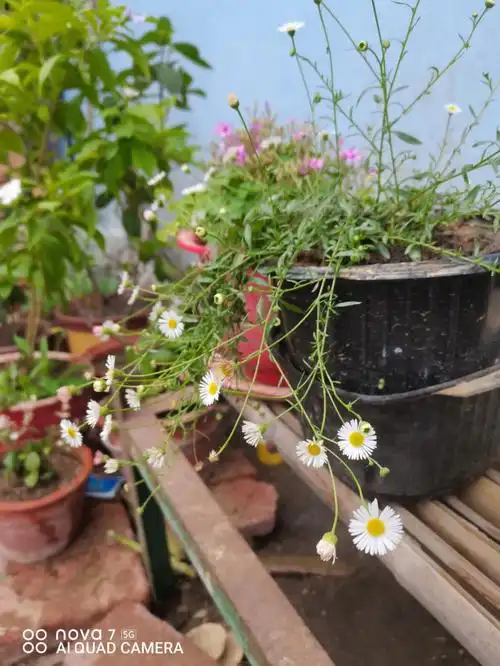 很上镜的墨西哥飞蓬,去年入的手.没怎么管理今年陆续开花己有月余.