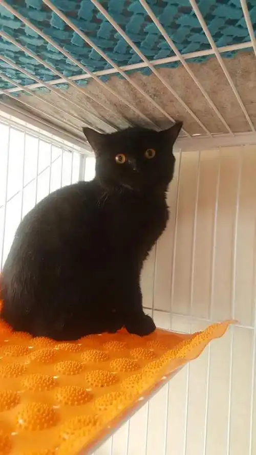 纯黑英短颜值高弟弟(北京)