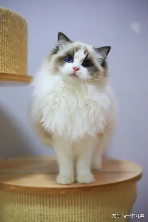 布偶猫有多美有哪些值得分享的布偶猫照片