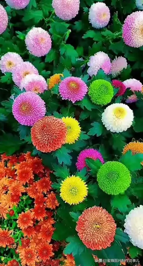 100种花朵美图(各种漂亮花朵图片大全169)