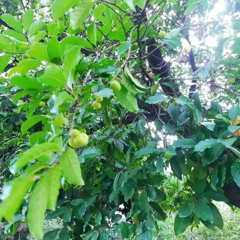 桂木果肉鲜红似胭脂,味酸甜可疏肝明目,具有清热开胃,化痰止咳 - 抖音