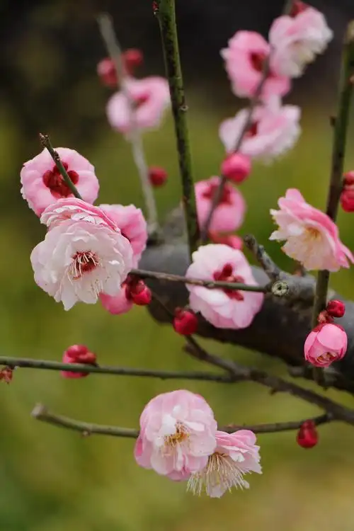 宫粉梅朱砂梅  澎湃新闻记者 王昱 图"谈到观赏,其实我们很多时候看的