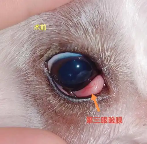 宠物眼科第三眼睑腺包埋手术