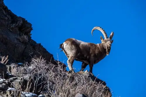 北山羊7 - 摄影大赛2019 - 国家地理中文网