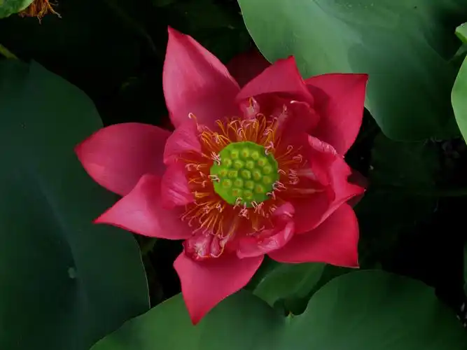 映日荷花别样红武汉东湖荷花盛开