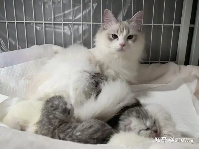 布偶妈和英短爸生出的串种怎么样? - 知乎