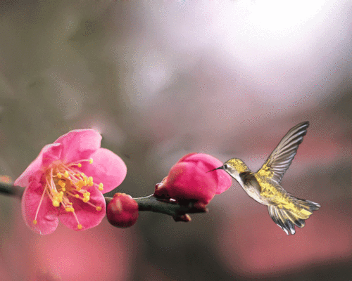 百幅动态花鸟图,请欣赏!(6)