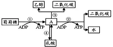 1. 比较植物有氧呼吸和无氧呼吸,正确的是( )