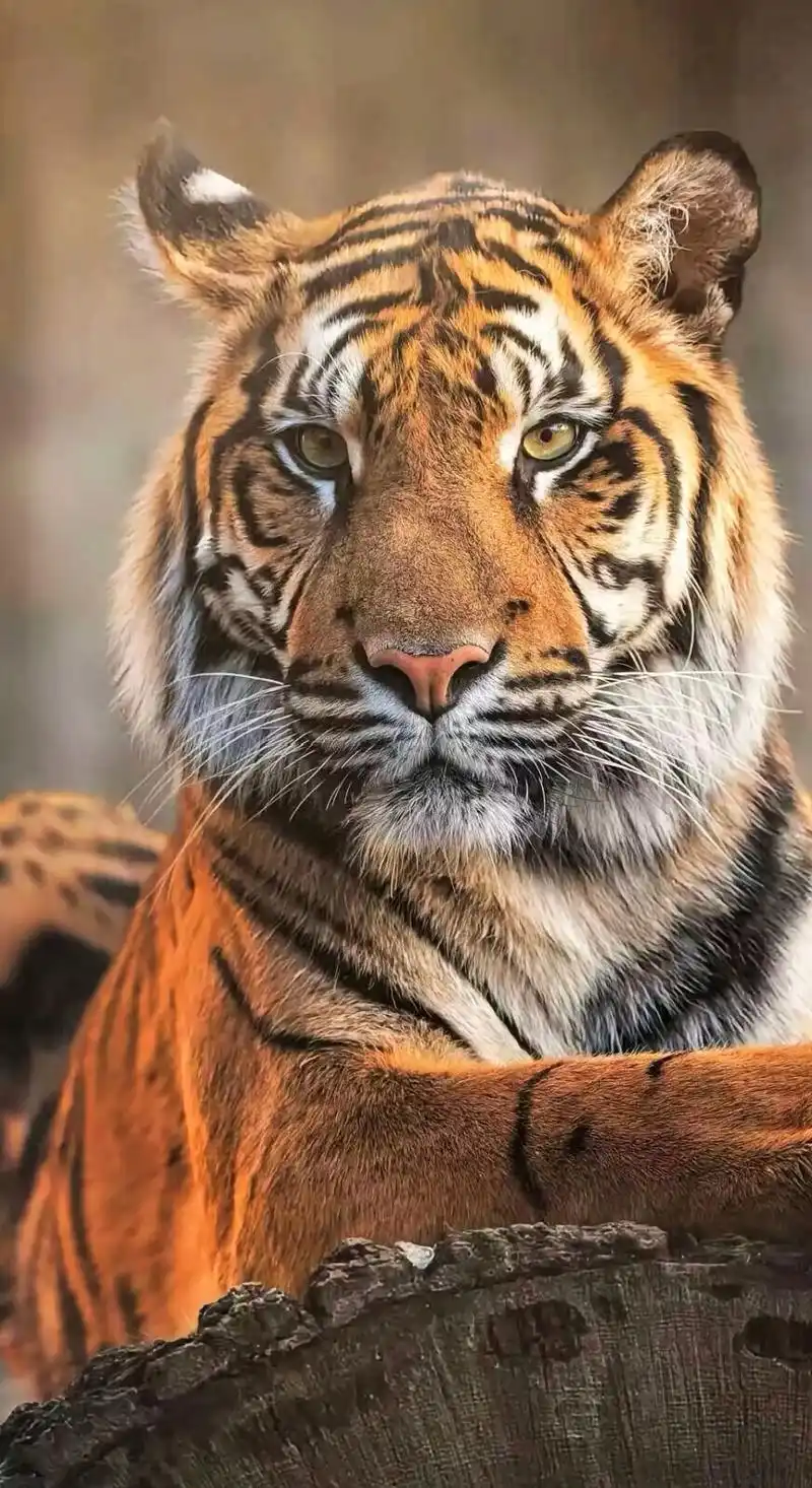 分享一组大自然的王者,凶猛霸气的老虎图集