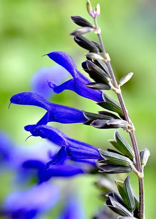 理性 智慧的～深蓝鼠尾草〔首发