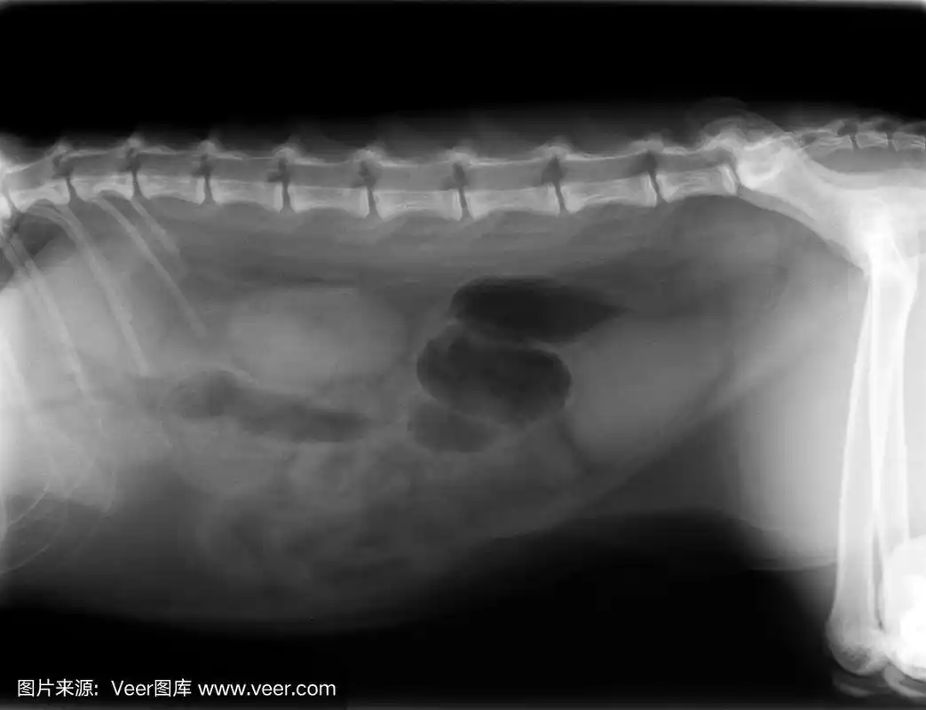 犬腹部侧视图x线片