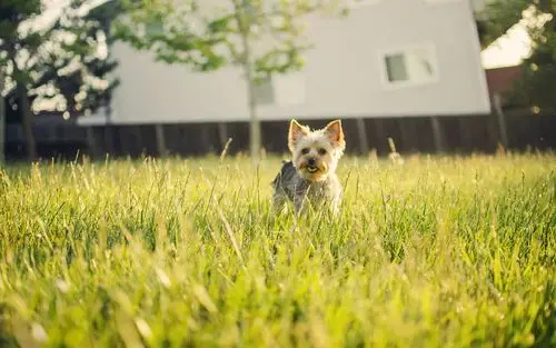 雪纳瑞,狗,汪星人,草地,清新,玩,开心,雪纳瑞壁纸图片