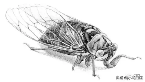 分步讲解手绘一只写实的蝉