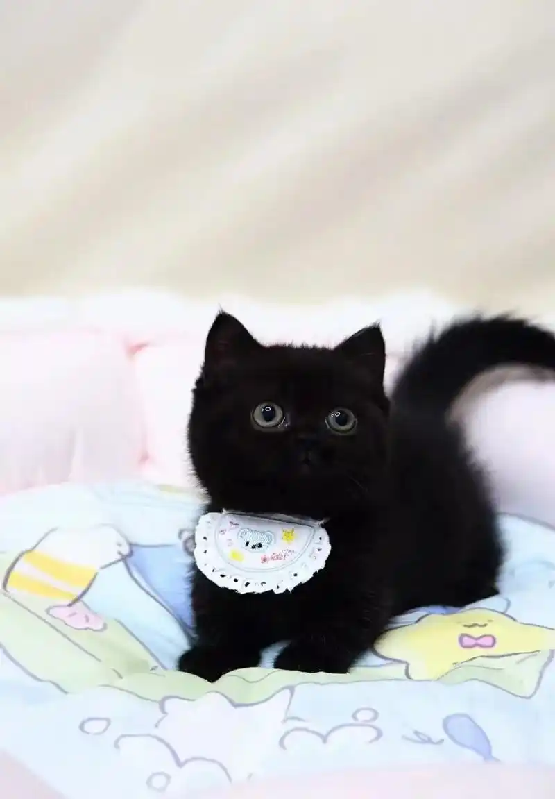 纯黑英短,健康可爱,效果好脾气好,会自己吃猫粮,会自己用猫砂 - 抖音