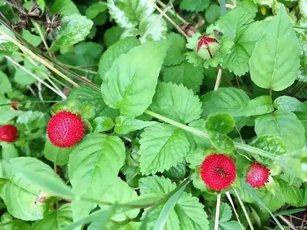 蛇莓草功效与作用