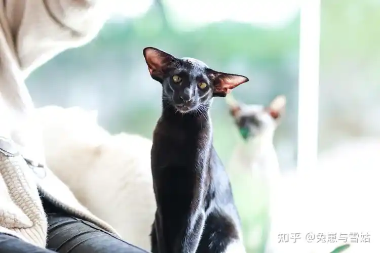 东方短毛猫