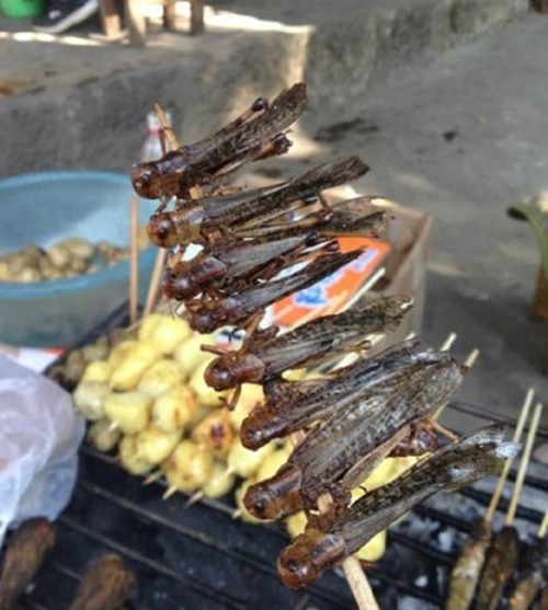 街边7大黑暗烧烤全部吃过才敢叫资深吃货我一种都不敢吃