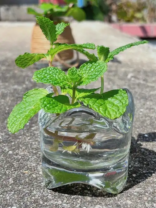 怎么让薄荷生根_百科-一根葱吧