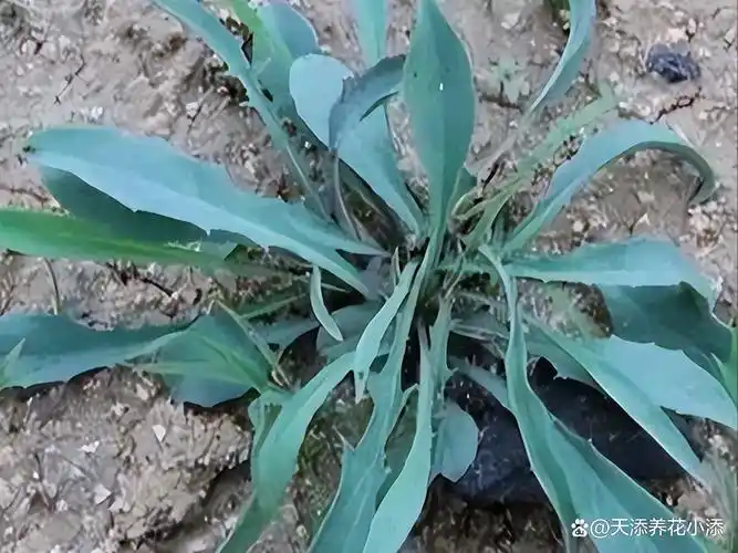 收藏食用上千年的野菜苦菜的营养价值太高了