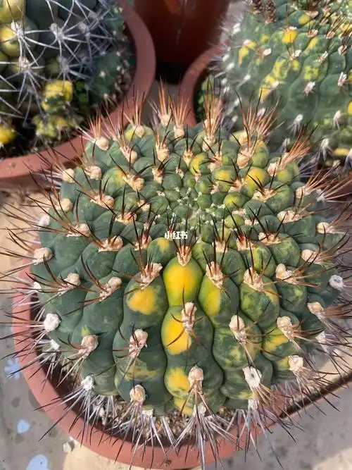 新天地锦  #仙人球  #高颜值室内盆栽  #多肉  #古董收藏  #收藏