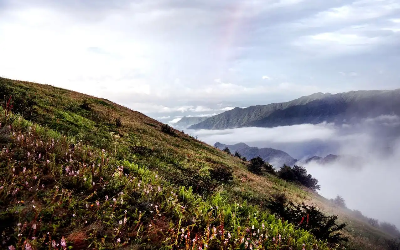 (李涛 摄)陕西省平利县正阳镇的大巴山脉上,有一处郁郁葱葱的高山草甸