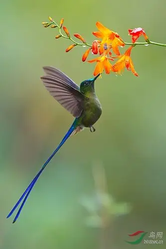 长尾蜂鸟长尾蜂鸟贺新年