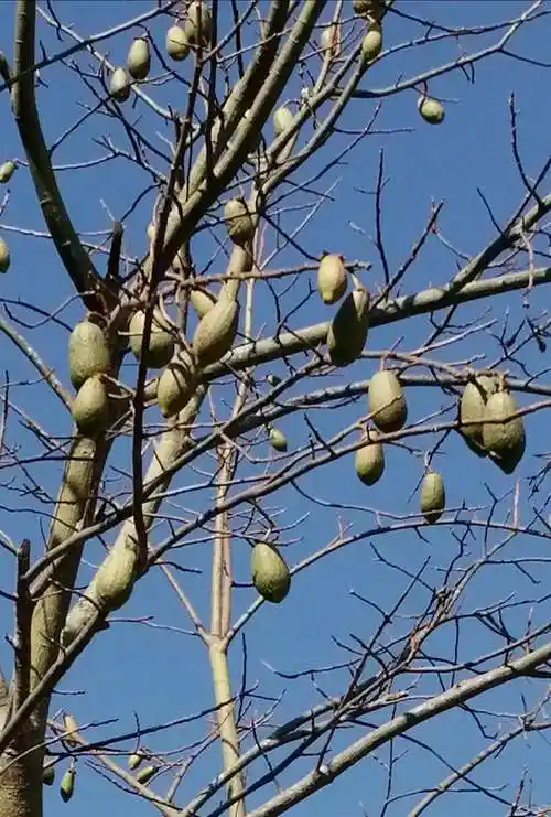 木棉花的作用(木棉花的作用与功效)_大全-幸福起航