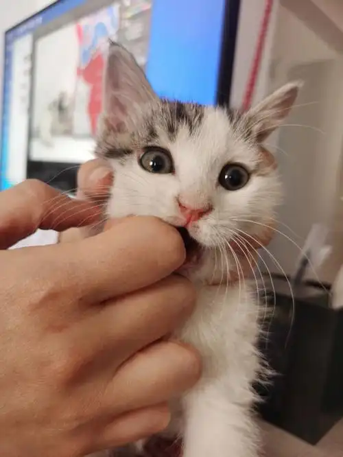 猫咪咬人是什么原因