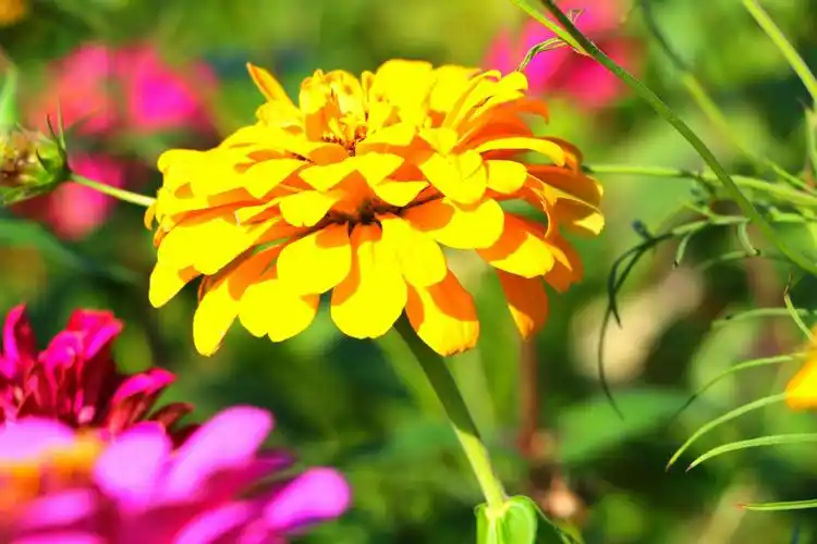 风景花草照18.11.12整理 一>