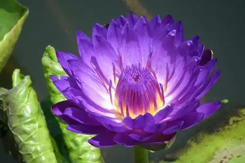 台湾九品香水莲花13606986192的美篇