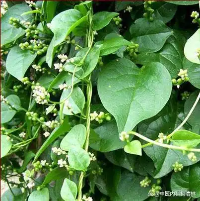 三七又名田七,属多年生长草本植物,三七主要分布在中国云南东南部