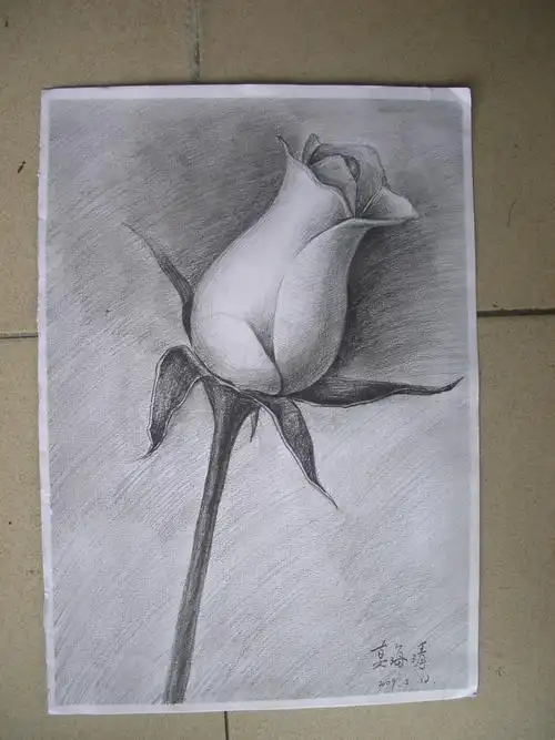 简单玫瑰花铅笔画