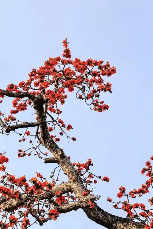 《英雄树 红棉花》