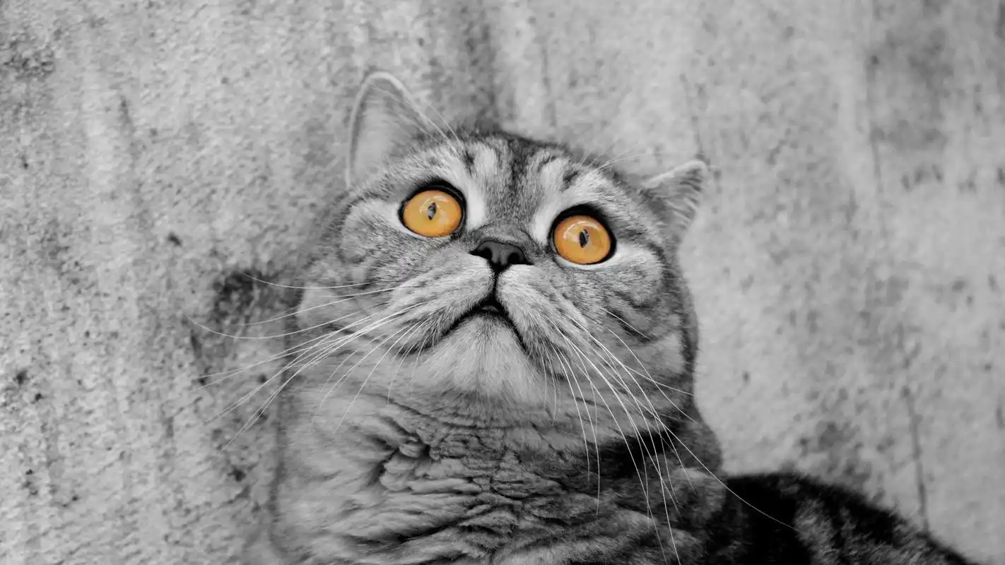 可爱小猫咪图片桌面壁纸