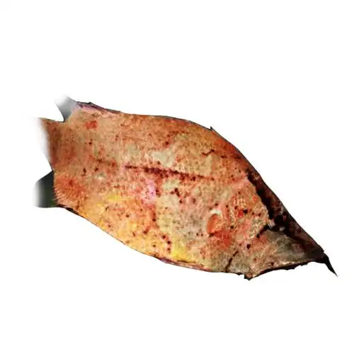 叶鱼又名枯叶叶形鱼多棘叶进口南美稀有野生鱼