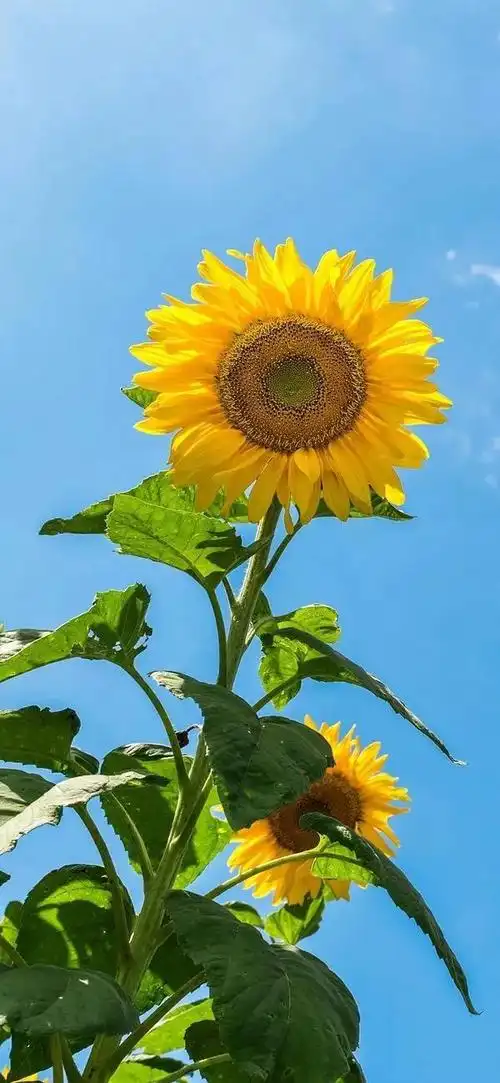 向日葵简短唯美句子,向日葵简短唯美句子图片(唯美向日葵壁纸)
